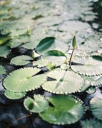 A Vintage Outdoor Destination Wedding In Bali In 2020 Lotus Plant Cheap Wedding Flowers Unique Wedding Flowers