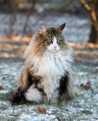 Pin By Erkan Bulut On Gatos Norwegian Forest Cat Forest Cat Cute Cats