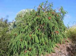 Image result for Melaleuca hypericifolia
