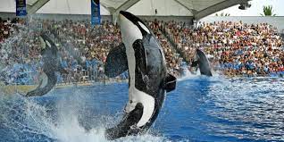 Orcas in der sternennacht, georgische cloisonne, minankari Mutter Von Getotetem Tiertrainer Will Freilassung Von Orcas