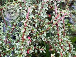 Image result for Cotoneaster microphyllus