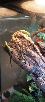 SOLD 1.1 pair cbb ets. Male is 3yo and female is 2yo. Located in East TN  but can ship. I bought them for a breeding program but the jeweled lacertas  took off.