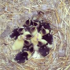 What are the requirements to become a farmer? Starting A Dairy Farm 101 A Guide To Starting A Dairy Farm From Scratch Milk And Koekjes
