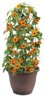 Orange A Peel Black Eyed Susan Vine Thunbergia Alata Black Eyed Susan Black Eyed Susan Vine Orange Plant