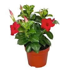 Image result for dipladenie sanderi obrázek