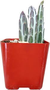 Image result for Kleinia