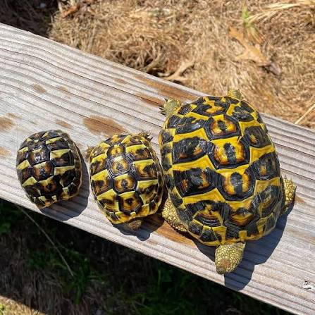 Western Hermann's Tortoise for Sale