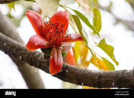 Image result for Bombax