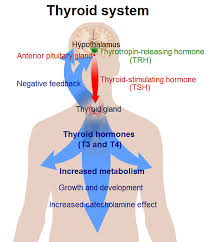 The Thyroid Gland Boundless Anatomy And Physiology