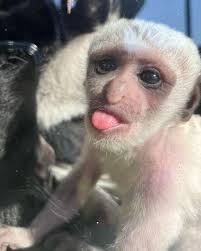 🦥 Cycle for SloCo in memory of Athena 💚 On Friday 26th August, our team  will be virtually cycling from one side of Costa Rica to the other to raise  money for