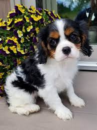 Puppies For Sale Spaniel Puppies Puppies King Charles Spaniel