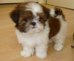 Jan 30, 2020 · the maltese shih tzu is a cross between the maltese and shih tzu breeds, and is what is known as a crossbreed, hybrid, designer dog, or mixed breed. Pure Shih Tzu Puppies For Sale