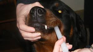 Save on flea & tick products to keep your pet happy & healthy. How To Deworm Your Dog With Safe Guard Pethelpful