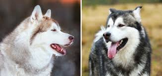 See more ideas about zvířata, pejskové, aljašský malamut. Commonly Confused Breeds The Alaskan Malamute Vs The Siberian Husky Modern Dog Magazine