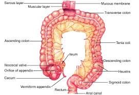 Which of the following organs is where most nutrients are absorbed large intestine *** esophagus small intestine stomach 2. Large Intestine Function Science Online