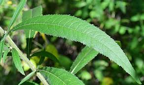 Image result for Vernonia jelfiae