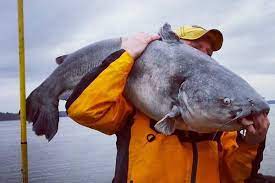 8 Ways To Catch Catfish In Cold Water