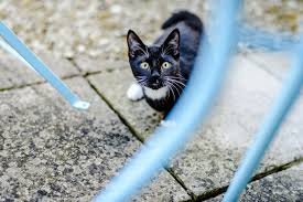 Then he got up on top with a tip of his hat. Top Tips For Keeping Your Cat Cool In Summer Blue Cross