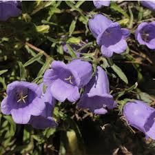 Image result for Campanula edulis