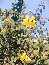 Image result for Gnidia virescens