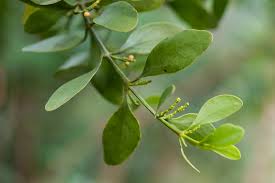 Image result for Viscaceae