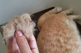 We did not find results for: Kucing Peliharaan Mengalami Hairball Ini Cara Mengatasinya