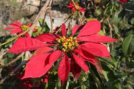 Image result for Euphorbia pulcherrima