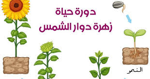 رسم دورة حياة النبات مراحل نمو النباتات بالصور انفوجرافيك بالعربي نتعلم Arabic Food