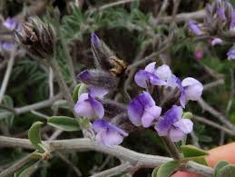 Image result for Gnidia inconspicua