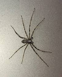 Male Philodromus In Mukwonago Wisconsin United States