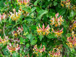 Available to order from late summer. Late Dutch Honeysuckle Lonicera Periclymenum Serotina Is Stock Photo Picture And Royalty Free Image Image 151683209