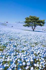 Baby Blue Eyes Nemophila Hitachi Seaside Park In Hitachinaka Ibaraki Japan By Vicsax Beautiful Nature Hitachi Seaside Park Beautiful Landscapes