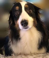 Usa border collie rescue list. Eugene Or Website
