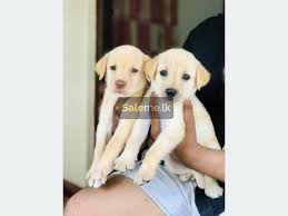 Labrador dog price in sri lanka. Pets Labrador Retriever Puppies In Ja Ela Saleme Lk