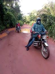 Image result for Afrostyrax kamerunensis