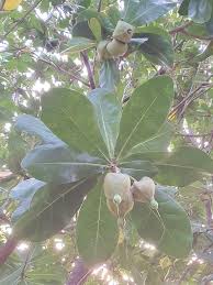 Image result for Barringtonia asiatica