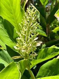 Image result for Aframomum corrorima