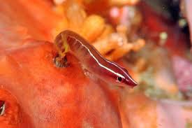 Reef Fishes Of The Coral Triangle In Pictures Underwater World Water Life Saltwater Tank