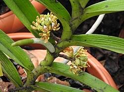 Image result for Acampe