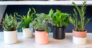 27 best indoor flowering plants for your home. Love Plants But No Sunlight These Plants Can Be Your Best Buddy Top 10 Plants Nurserylive Wikipedia