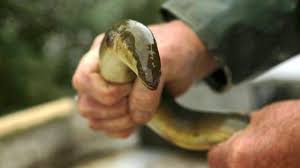 Sarthe. Pêche à l'anguille jaune : inscriptions avant le 1er ...