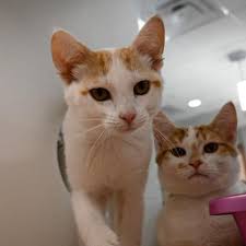 Update Adopted Aw Geez Tri County Humane Society Facebook