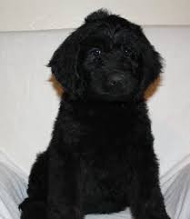 With big, kindhearted temperaments, newfoundlands are intelligent, courageous and chivalrous. Newfypoo Puppies Newfoundland Poodle Breed 8 Weeks Old For Sale In Arboga California Classified Americanlisted Com