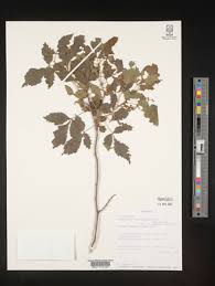 Image result for Allophylus ferrugineus