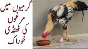 Easy to read or download pdf file copy of this desi murghi ka karobar ebook. Download Aseel Chicken Training L Aseel Murga Fight Training L Aseel Ko Lrai Ke Liye Tayar Krna In Urdu Hindi Mp3 Mp4 3gp Flv Download Lagu Mp3 Gratis