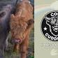 Roars & Rainbows with Cow Cuddling