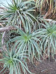 Image result for Aloe littoralis