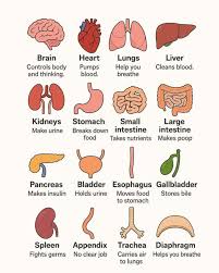 Image result for internal organs