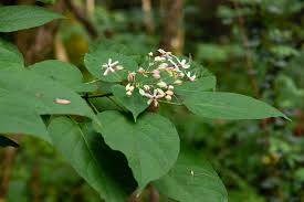 Image result for Clerodendrum ternatum