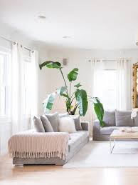 Bird Of Paradise Plant Care Indoor Pin On Cdmx Casa